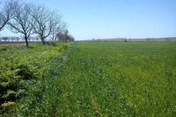 Фото №2: Земельный участок 7 сот. - Новый Сад, 