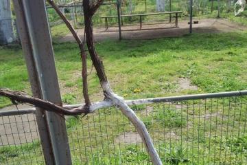 Фото №5: Земельный участок 41.1 сот. - Кубанское Яблоко, мкр. Прикубанский внутригородской округ, ул. Сиреневая