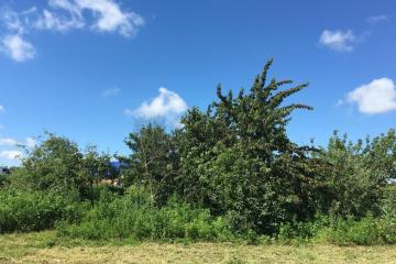 Фото №1: Земельный участок 38 сот. - Братковское, ул. Южная, 107