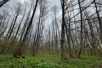 Фото №1: Земельный участок 195 сот. - Абадзехская, ул. Ленина, 74