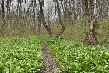 Фото №2: Земельный участок 195 сот. - Абадзехская, ул. Ленина, 74