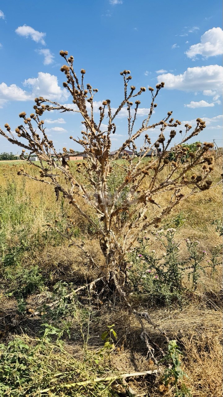 Фото №2: Земельный участок под ИЖС 8 сот. - Кореновск, мкр. 3-й квартал, ул. Чернышевского