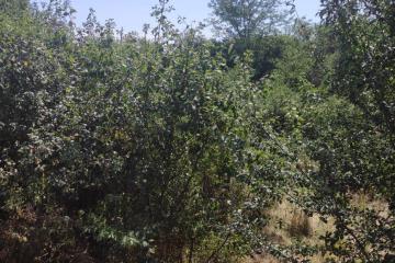 Фото №4: Земельный участок 18 сот. - ДНТ Берег Кубани, ул. Береговая