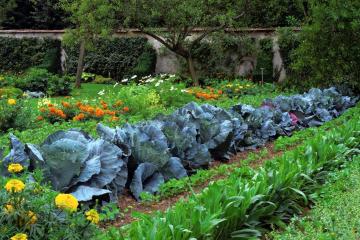 Фото №1: Земельный участок 4.06 сот. - Краснодар, ст Солнышко, ул. Яблоневая, 3