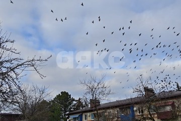Фото №2: Земельный участок под ИЖС - Кореновск, ул. Киевская