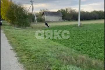 Фото №3: Личное подсобное хозяйство - Раздольная, ул. Степная